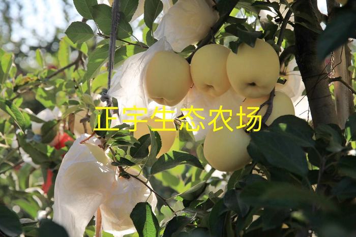 “正宇维纳斯苹果”获得高评，有望成为苹果界的“阳光玫瑰”