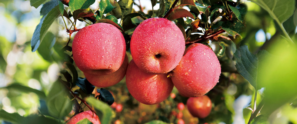 正宇牌苹果，维纳斯苹果，宫美等新品苹果上市拼口味，一片果园十多“香”品种！