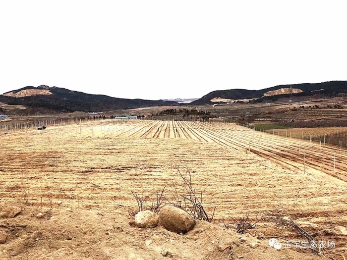 正宇生态农场正在建设第三个园区，打造“威海金”千亩绿色果园，建设国内较大的维纳斯黄金苹果种植基地